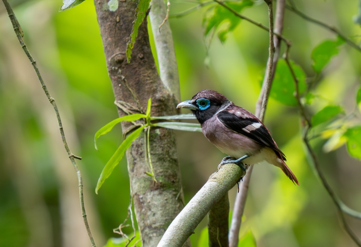 Visayan Broadbill - ML635885040