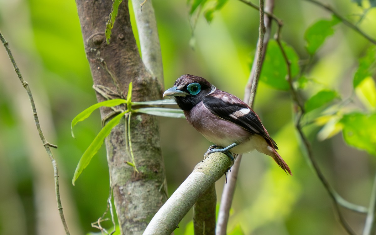 Visayan Broadbill - ML635885041