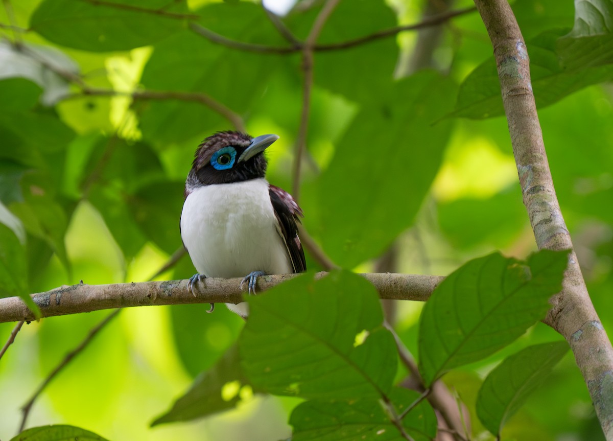 Visayan Broadbill - ML635885042