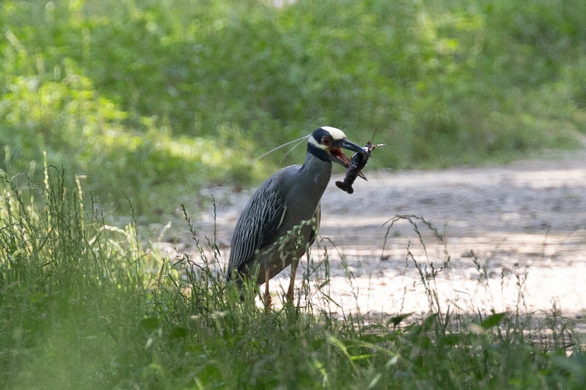Yellow-crowned Night Heron - ML635885103