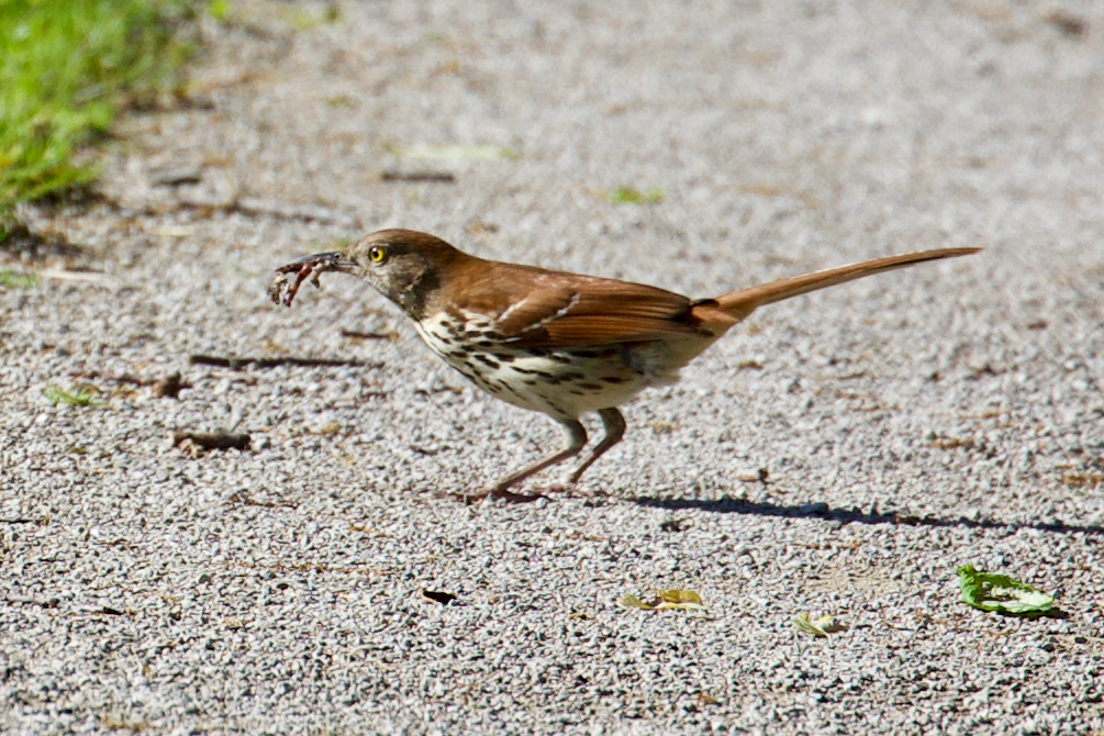 Brown Thrasher - ML635885116