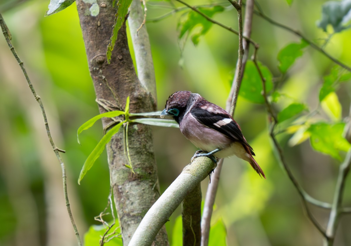 Visayan Broadbill - ML635885119