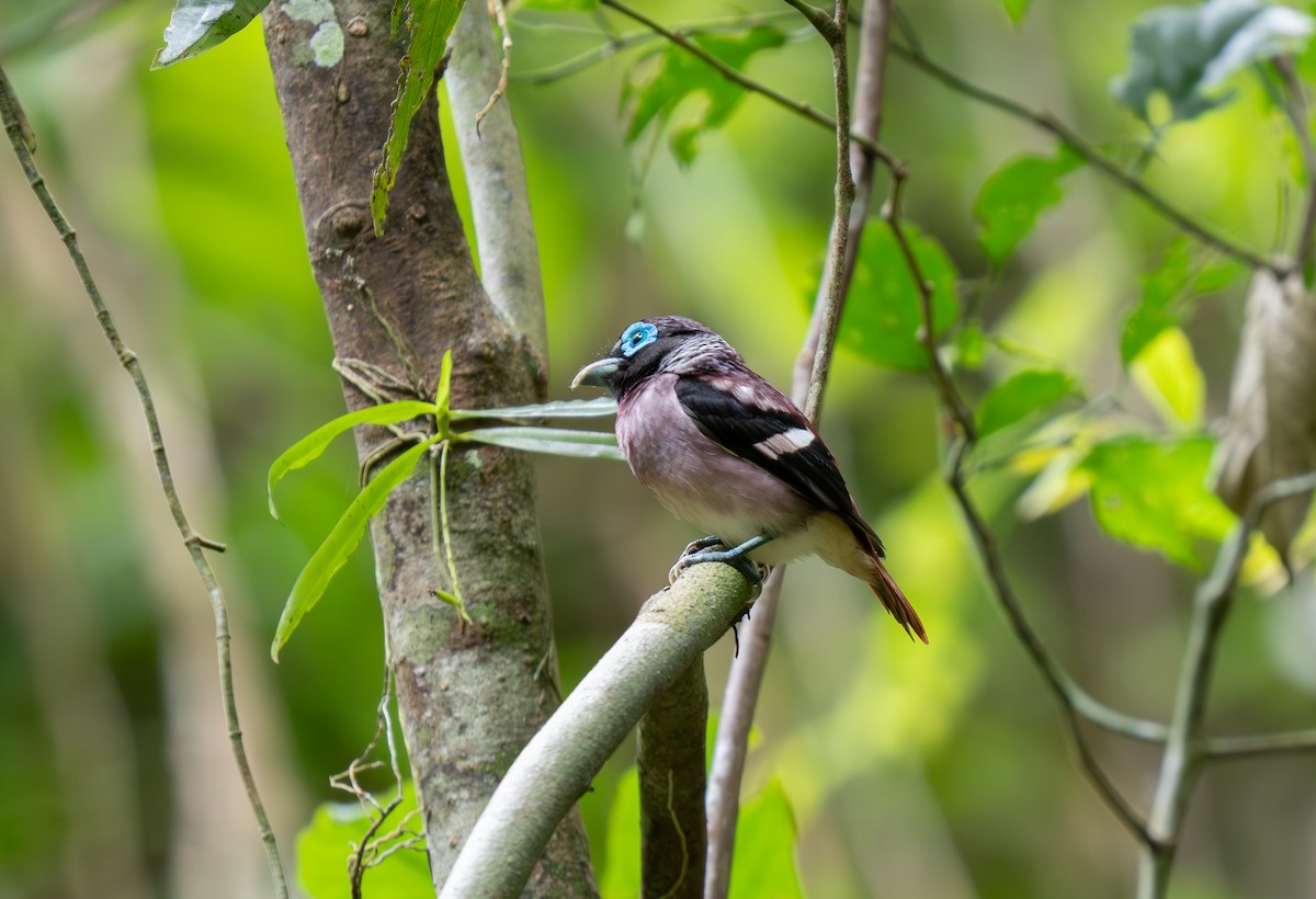 Visayan Broadbill - ML635885120
