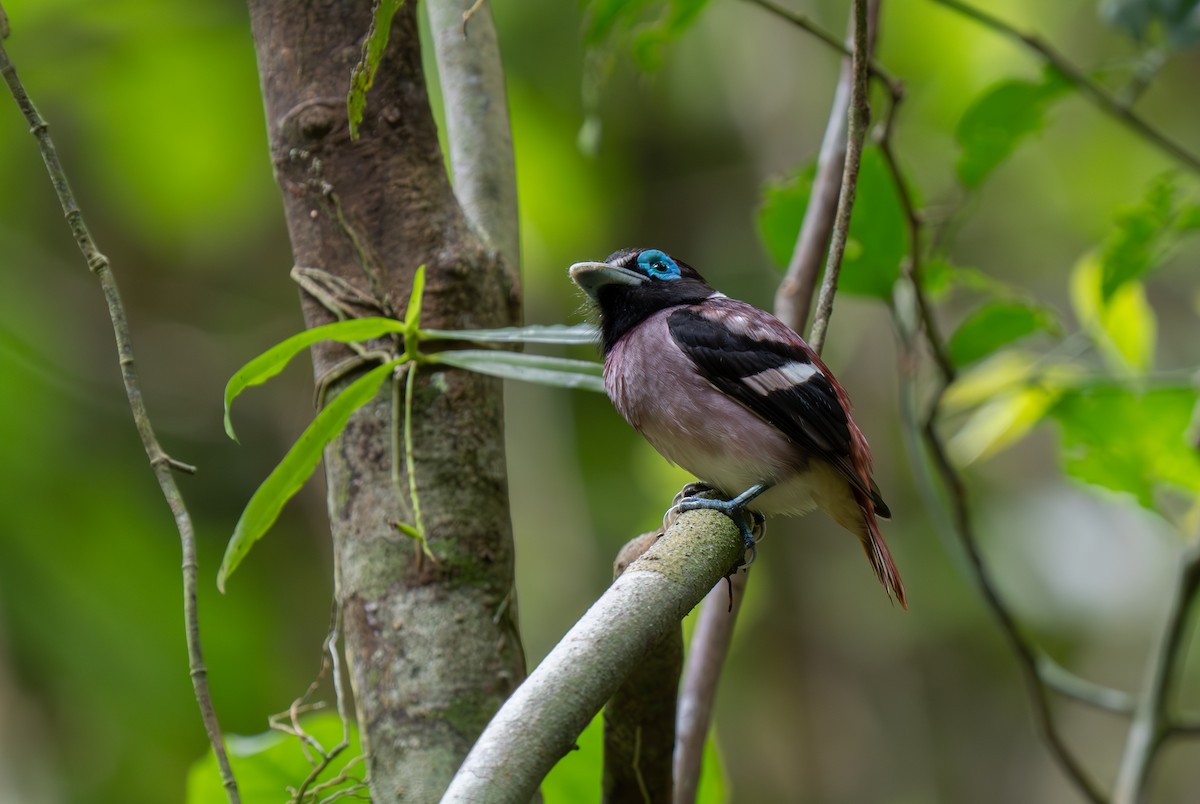 Visayan Broadbill - ML635885121
