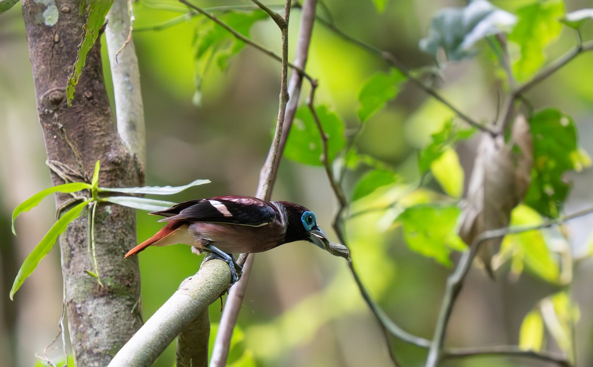Visayan Broadbill - ML635885122