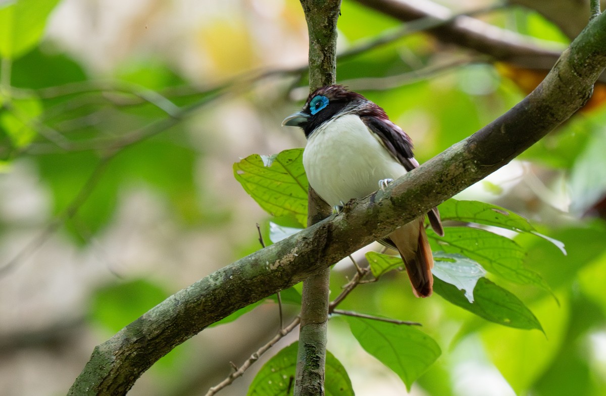 Visayan Broadbill - ML635885123