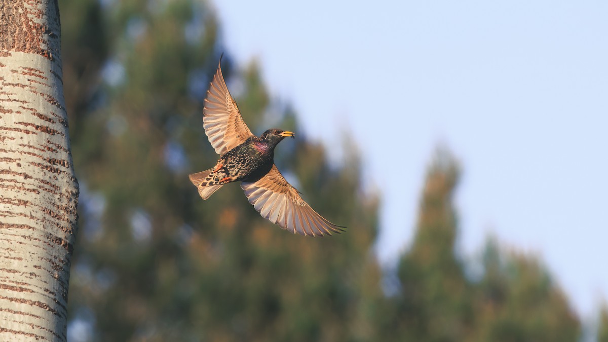 European Starling - ML635885173