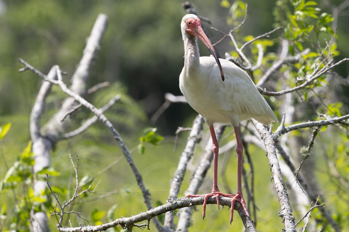 White Ibis - ML635885184
