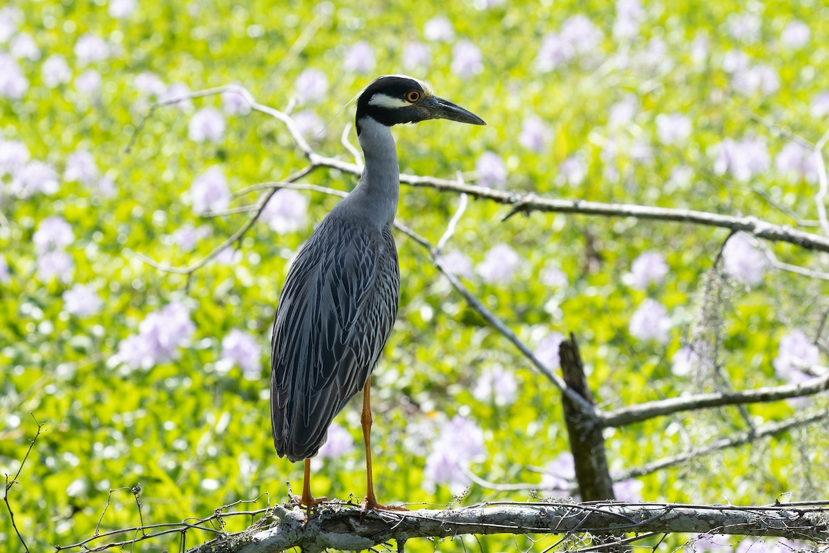 Yellow-crowned Night Heron - ML635885238