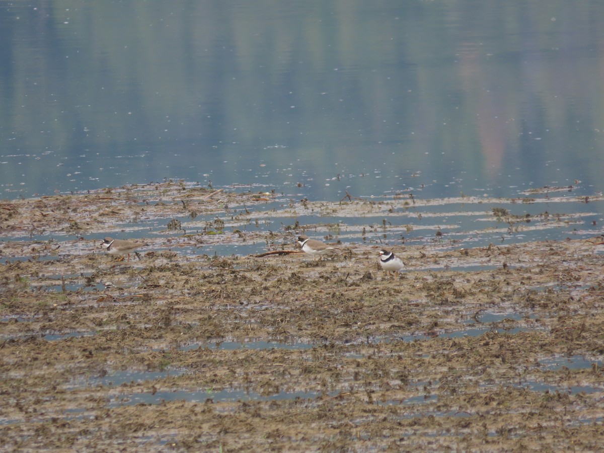 Semipalmated Sandpiper - ML635885282
