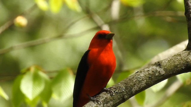 Scarlet Tanager - ML635885292