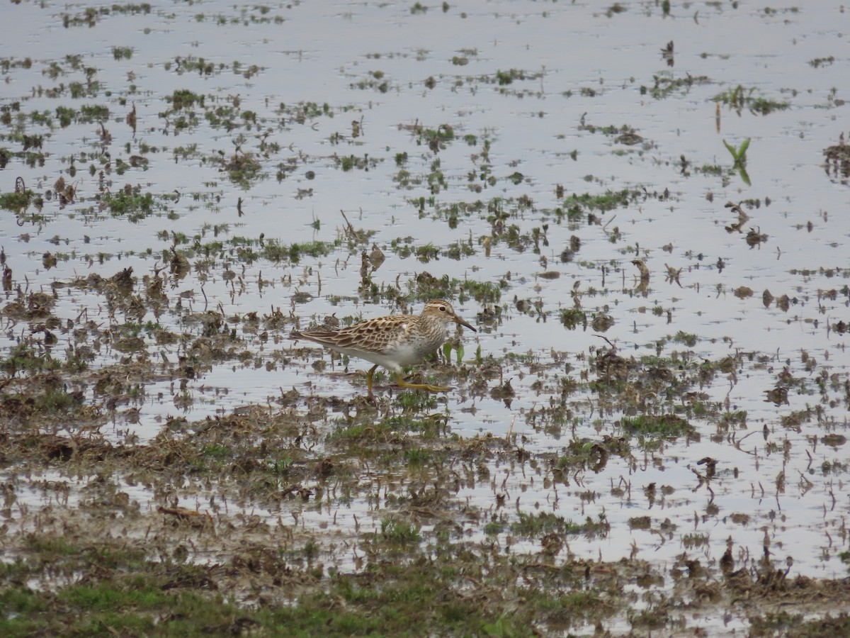Орог элсэг - ML635885293