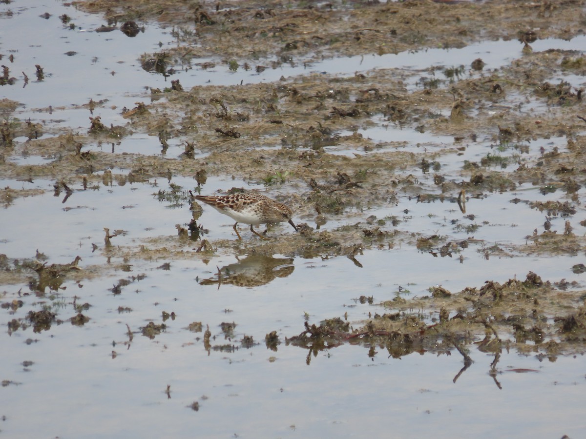 Least Sandpiper - ML635885303