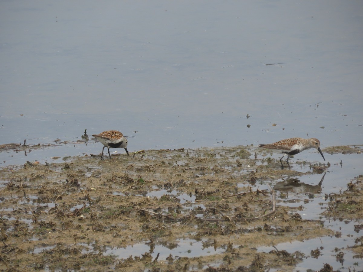 Хар элсэг - ML635885313