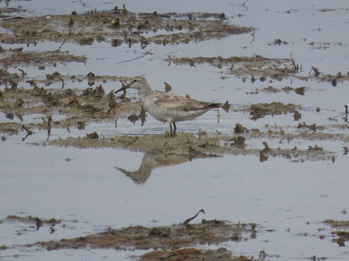 Шармаг элсэг - ML635885335