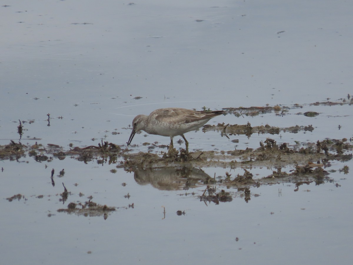 Шармаг элсэг - ML635885336