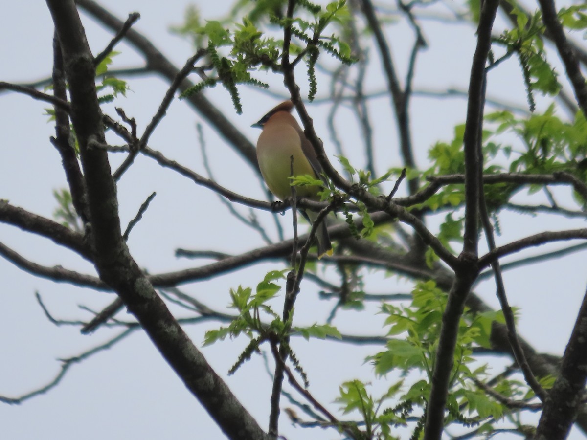 Cedar Waxwing - ML635885345