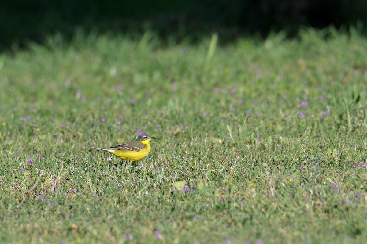 Western Yellow Wagtail - ML635885355