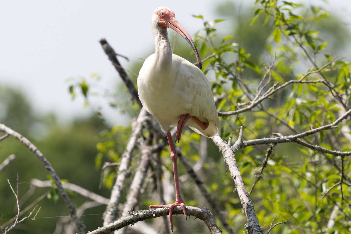 White Ibis - ML635885358
