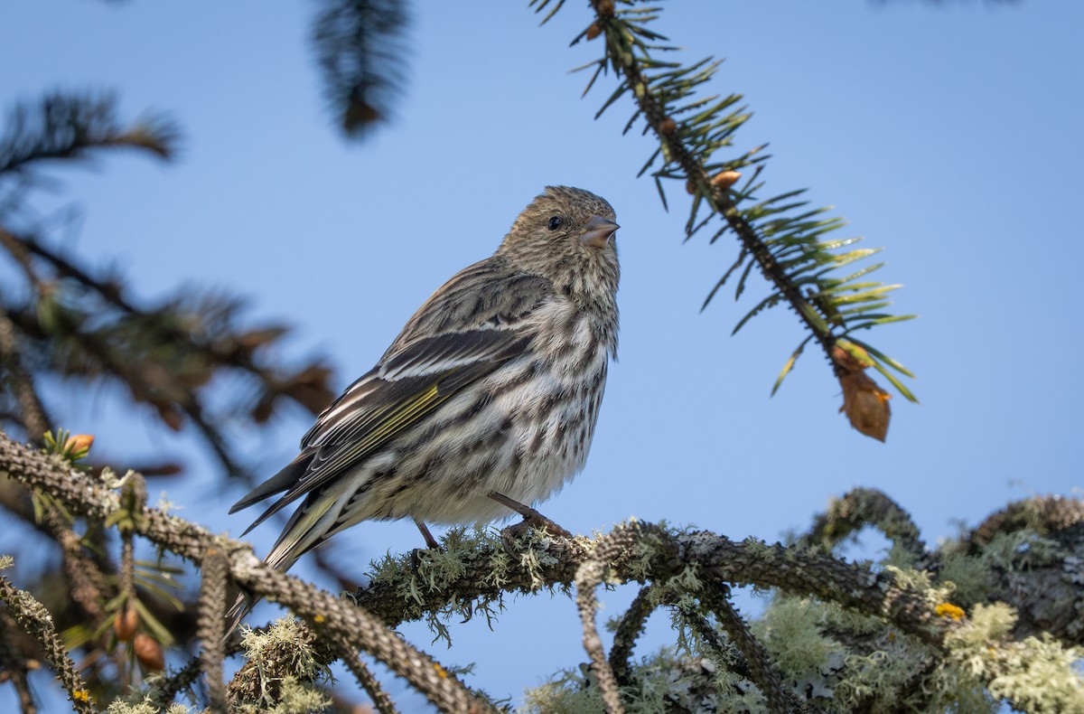 Pine Siskin - ML635885551