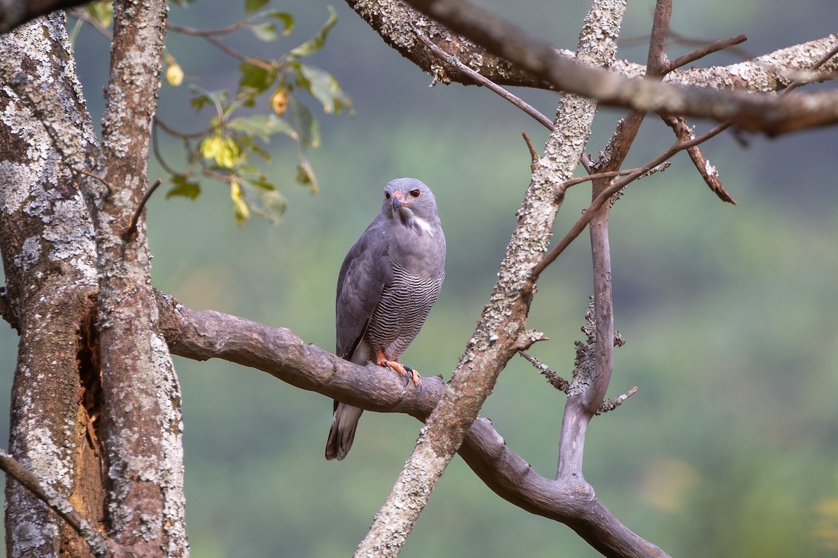 Lizard Buzzard - ML635885580