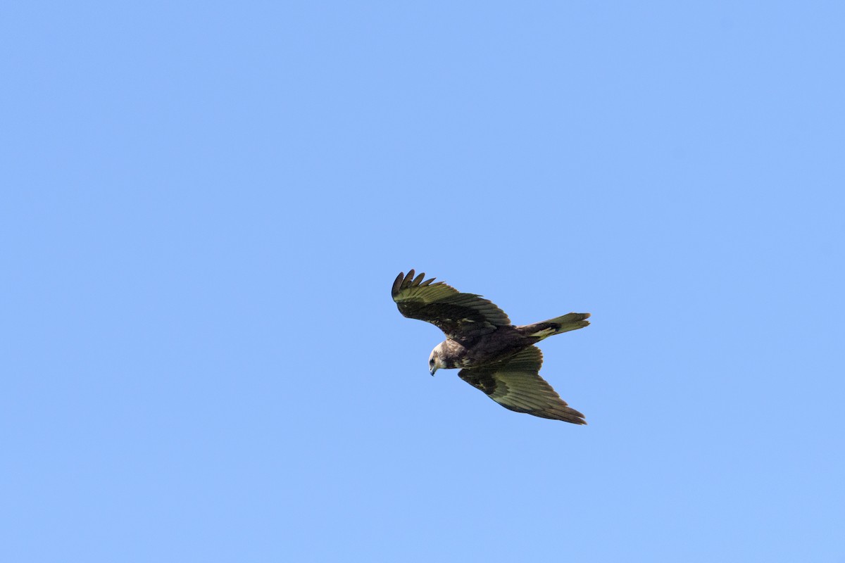 Western Marsh Harrier - ML635885584