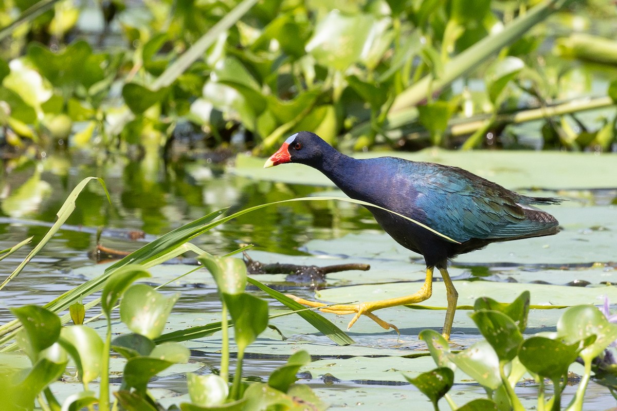 Purple Gallinule - ML635885594