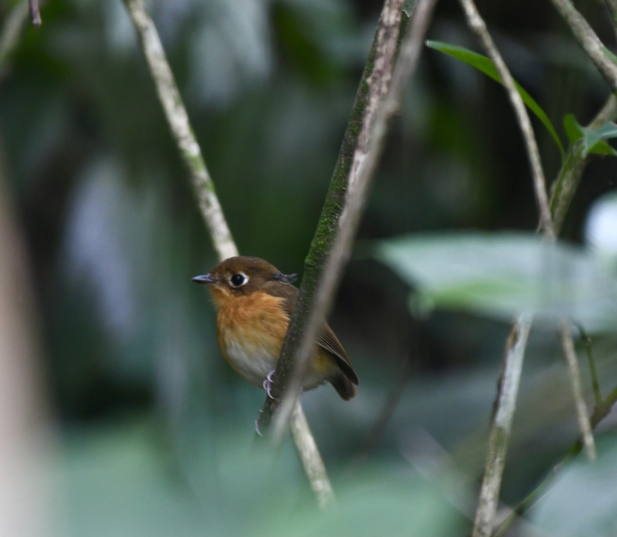 Rusty-breasted Antpitta (Rusty-breasted) - ML635885634