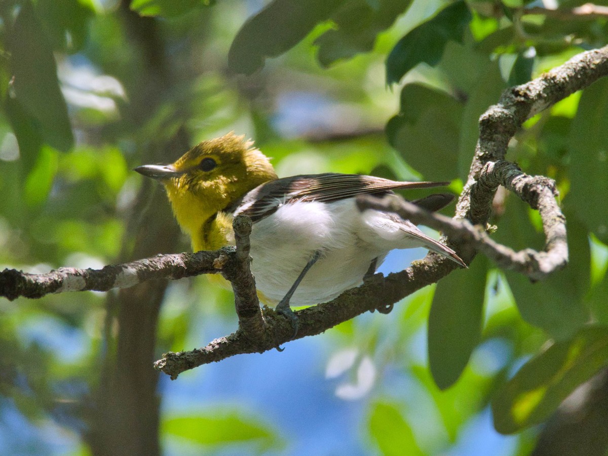 Yellow-throated Vireo - ML635885641