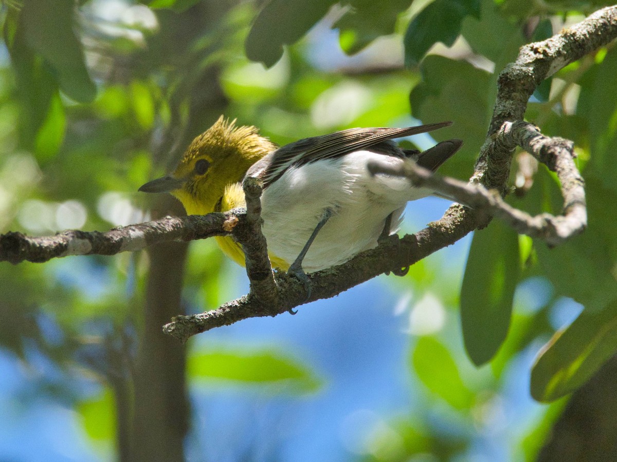 Yellow-throated Vireo - ML635885642