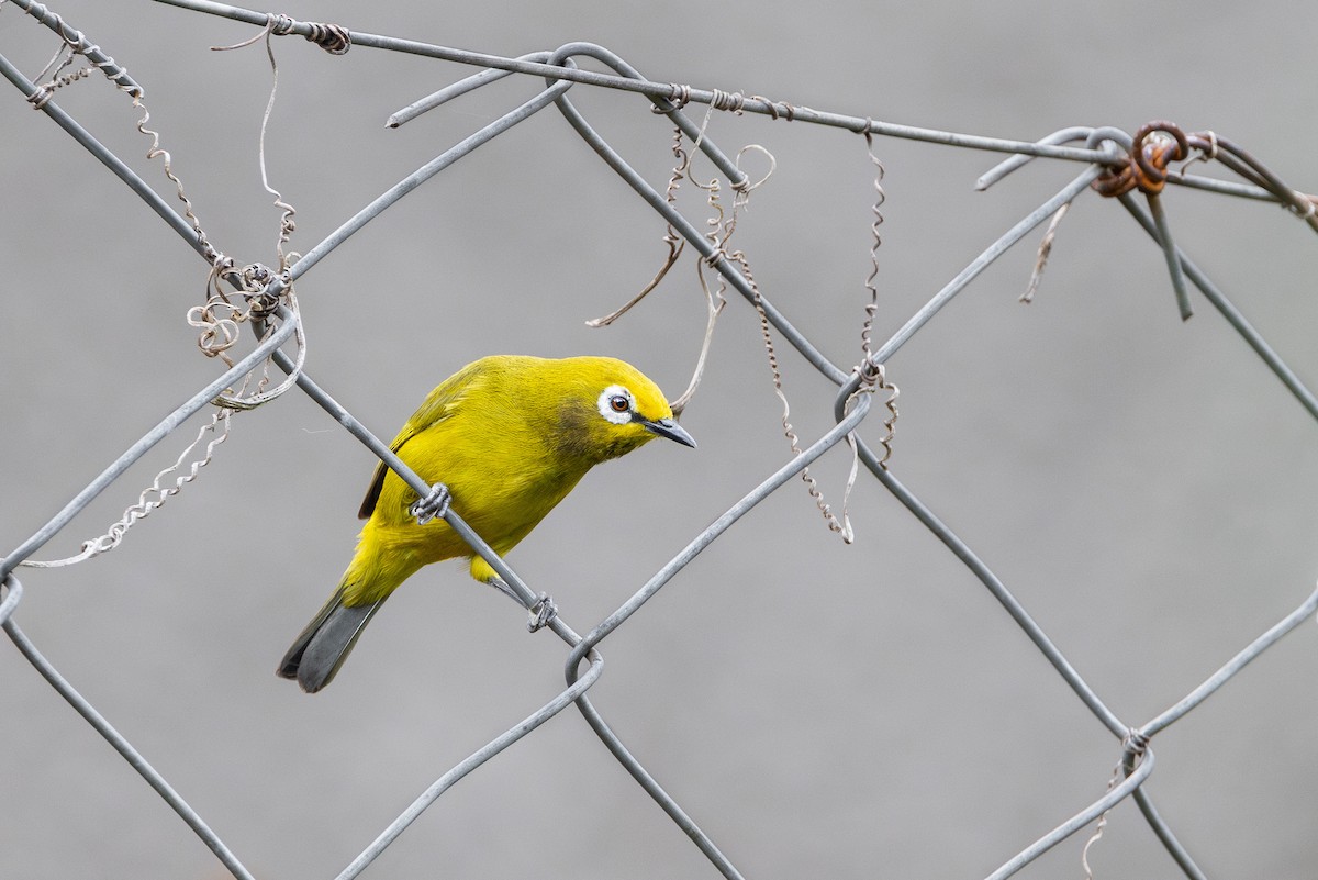 Green White-eye - ML635885643