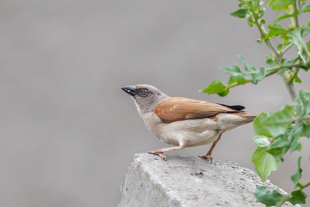 Northern Gray-headed Sparrow - ML635885645