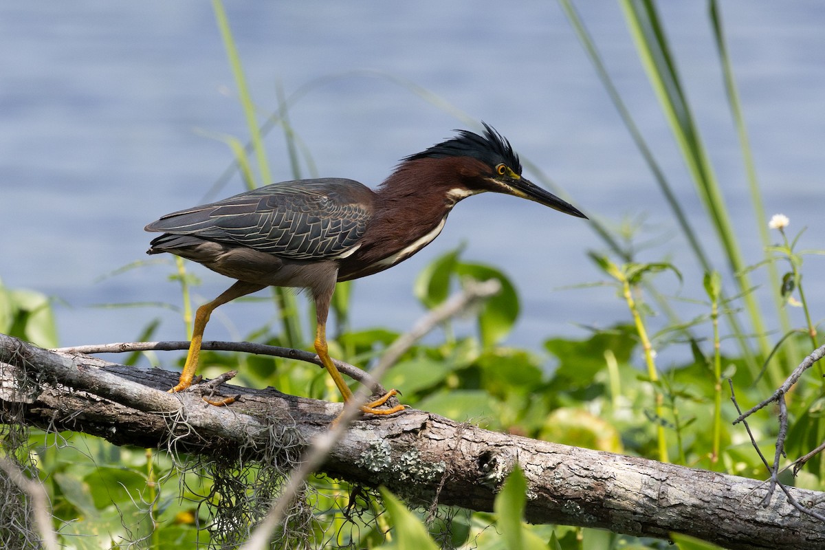 Green Heron - ML635885668