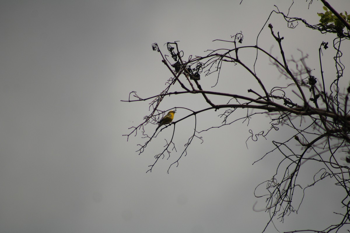 Blue-winged Warbler - ML635885708