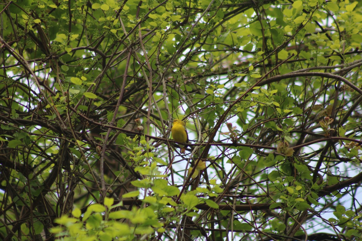Blue-winged Warbler - ML635885709