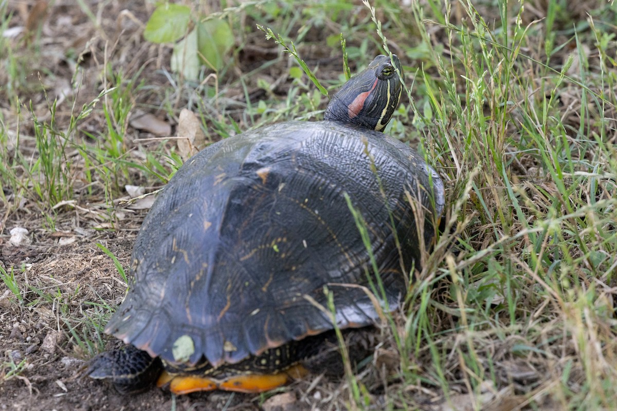 Red-eared Slider - ML635885751