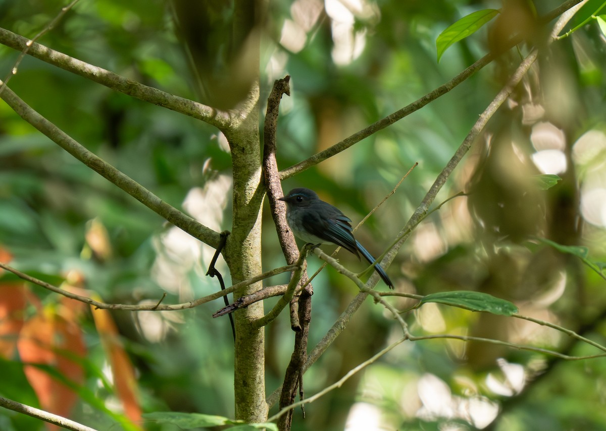 Visayan Blue-Fantail - ML635885800