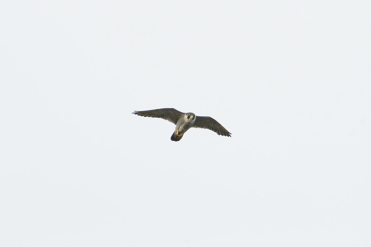 Peregrine Falcon - ML635885829