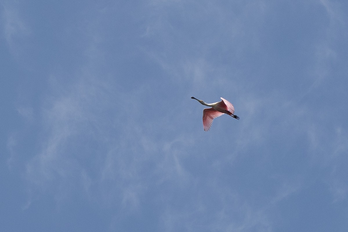 Roseate Spoonbill - ML635885830