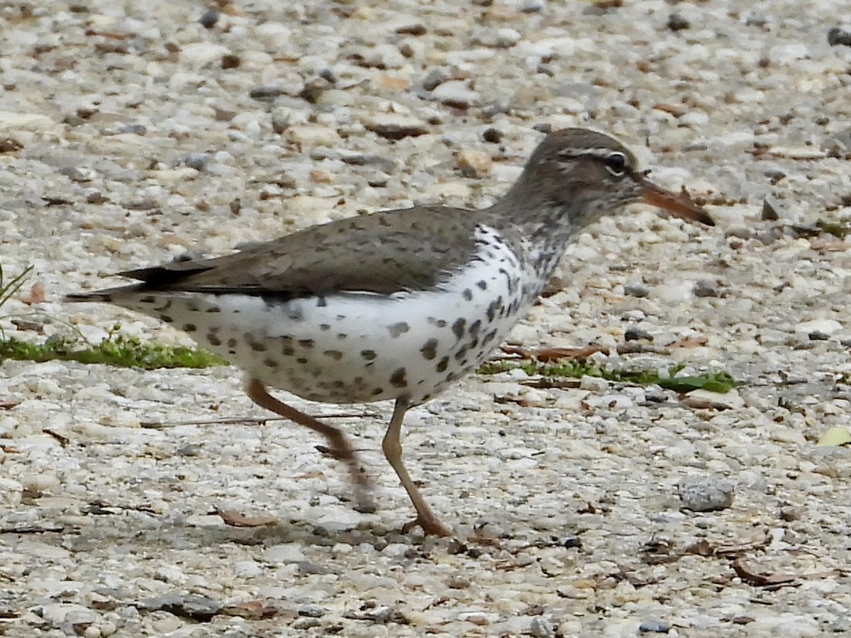 flekksnipe - ML635885831