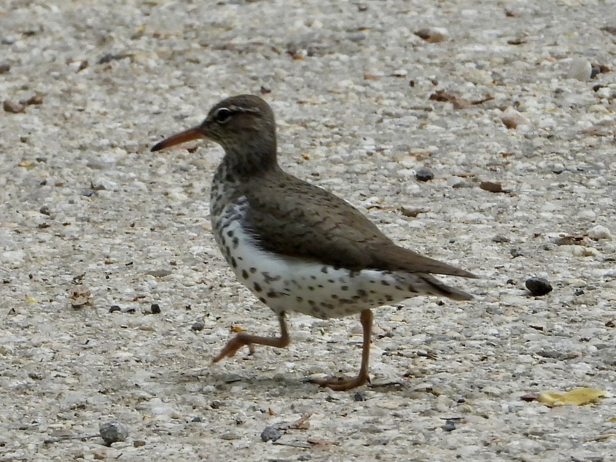 flekksnipe - ML635885832