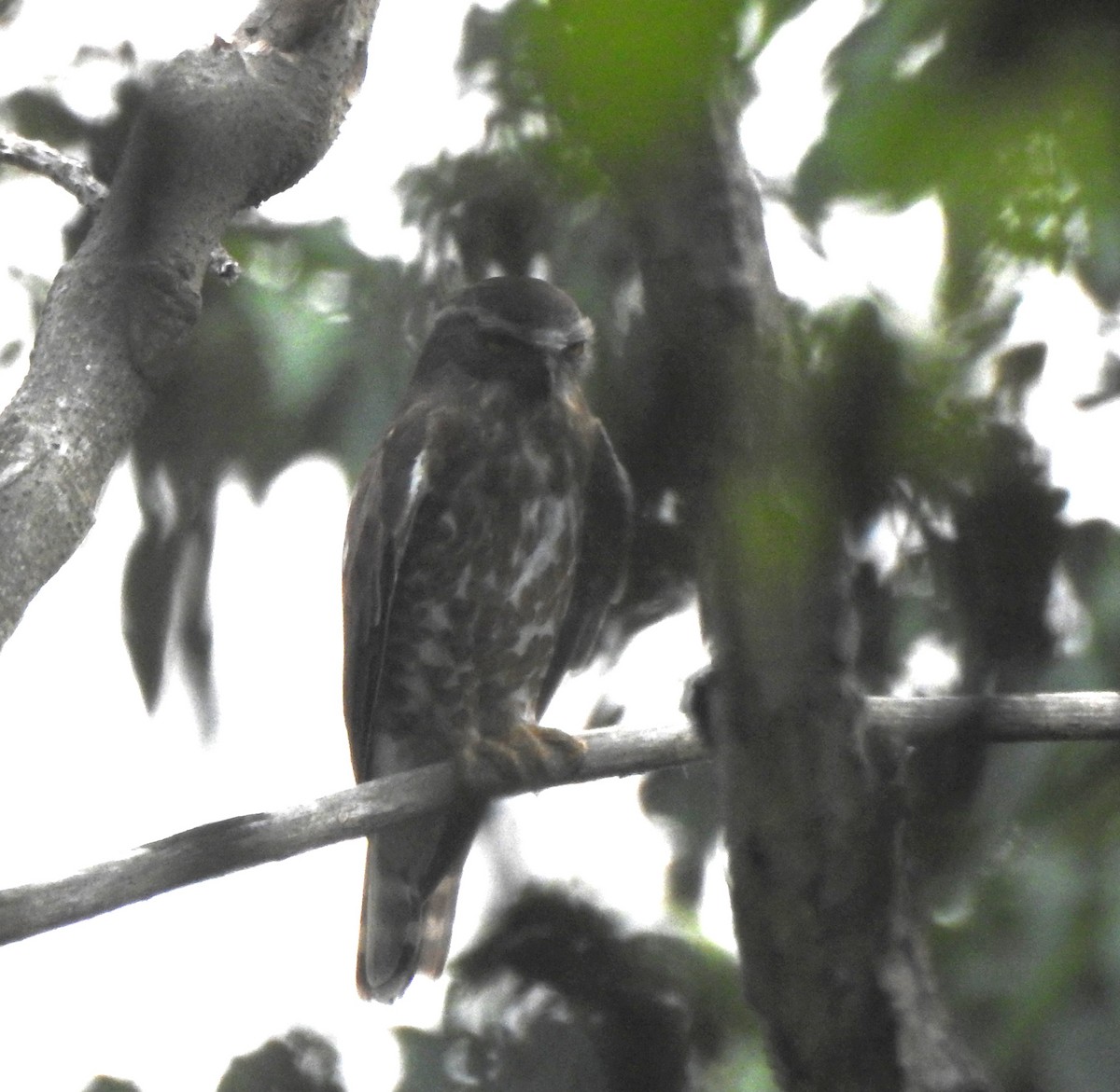 Brown Boobook - ML635885853