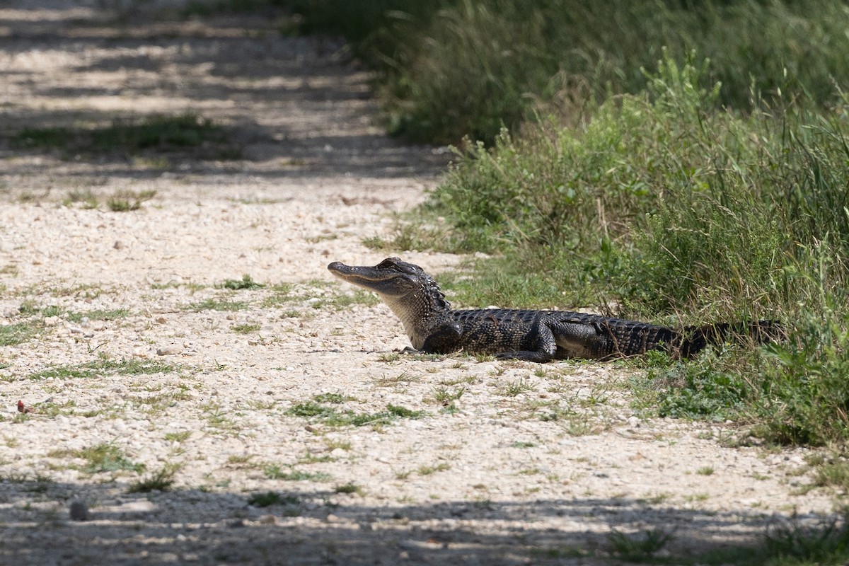 Alligators - ML635885859