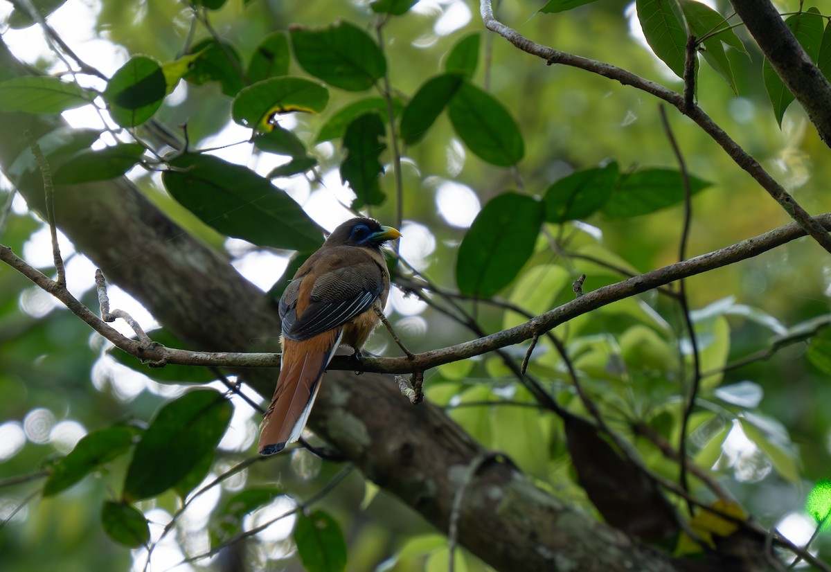 Philippine Trogon - ML635885876