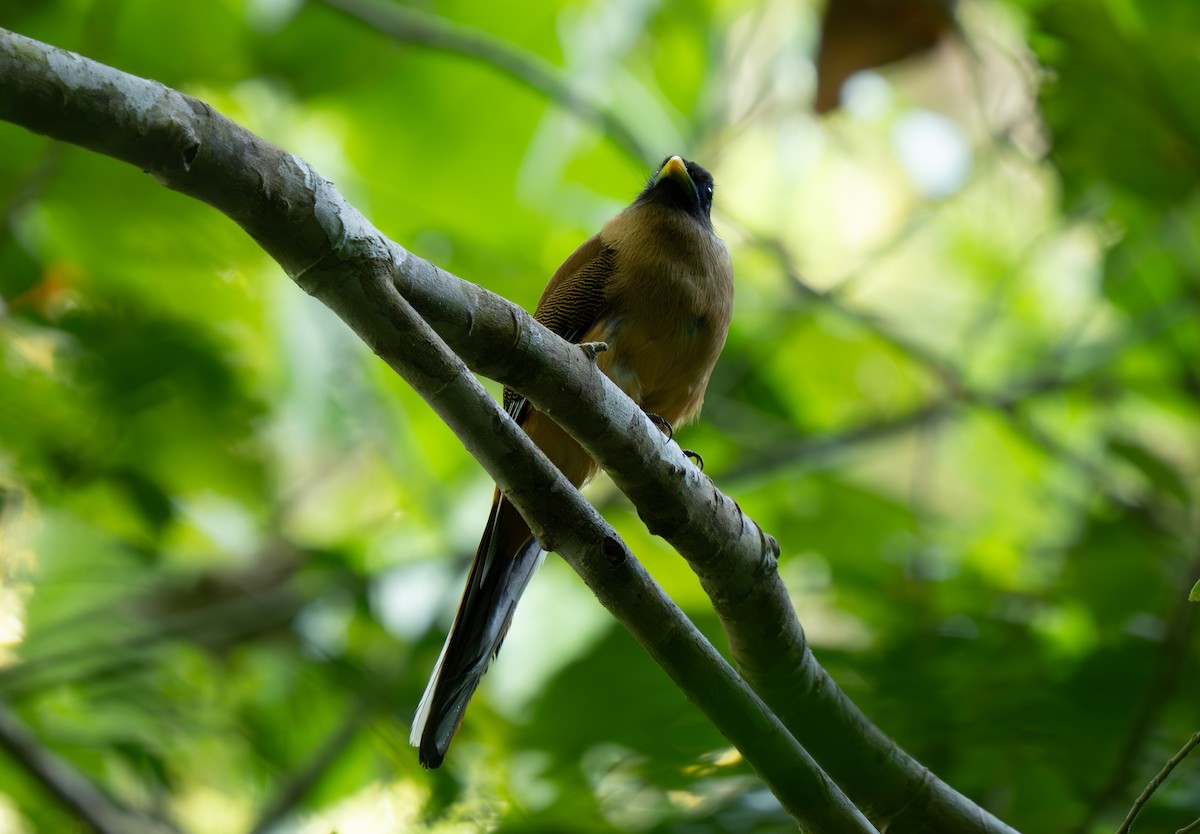 Philippine Trogon - ML635885877