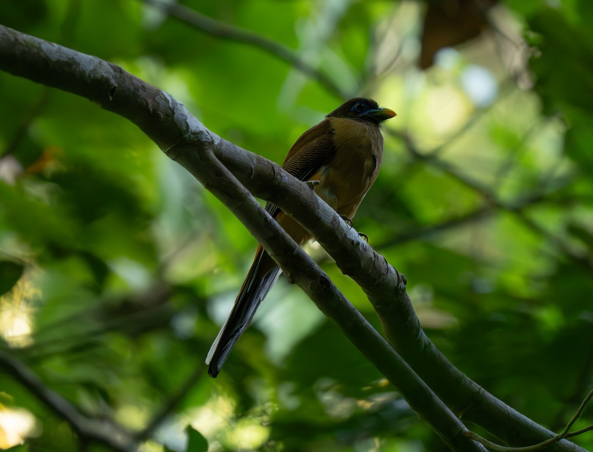 Philippine Trogon - ML635885878