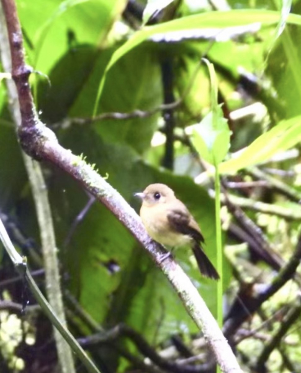 Sulphur-rumped Flycatcher - ML635885935