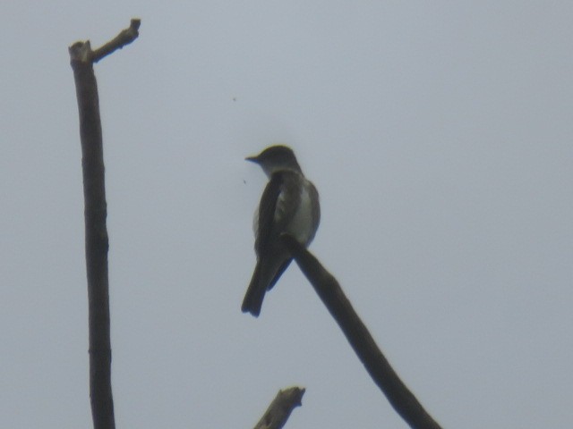 Olive-sided Flycatcher - ML635886009