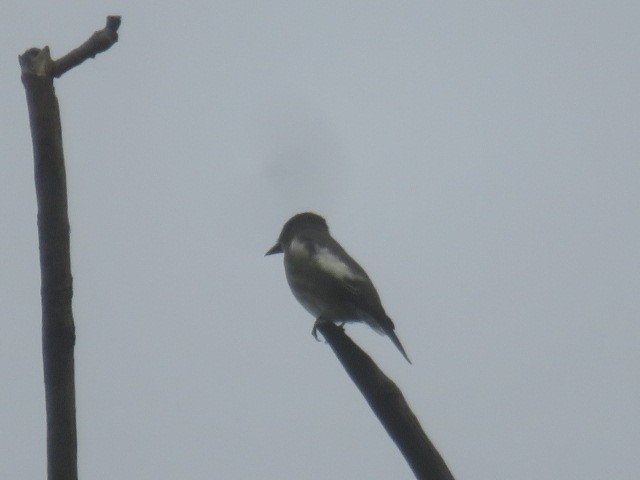 Olive-sided Flycatcher - ML635886016