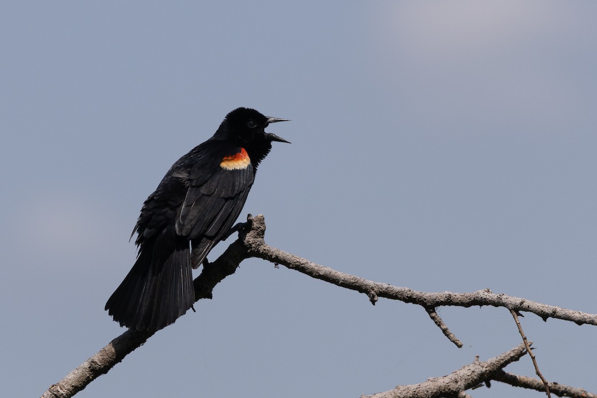 Red-winged Blackbird - ML635886024